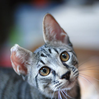 ■33番：キジくん（水色）♂