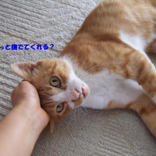 里親急募！茶白の甘えんぼ猫