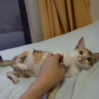 【三姉妹】きなこ、おはぎ、あずき