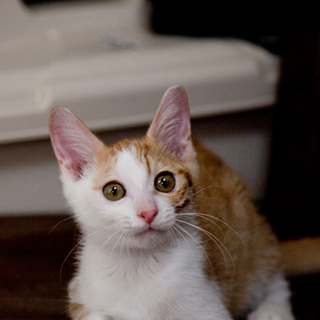 ■28番：茶白くん♂