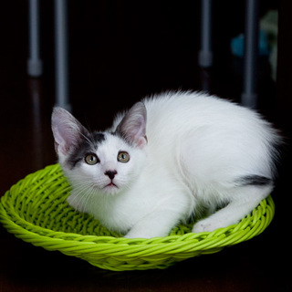 ■20番：白キジくん♂