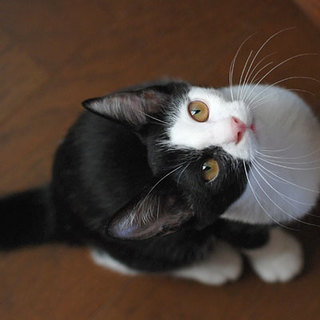 ■24番：黒白くん♂