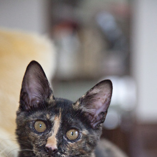 ■25番：サビちゃん♀