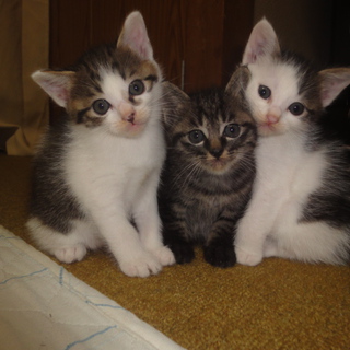 子猫の里親様を募集します