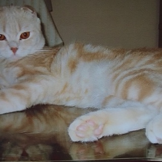 構って下さい。