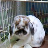 ウサギ（ロップイヤー）譲ります サムネイル3