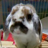 ウサギ（ロップイヤー）譲ります サムネイル2