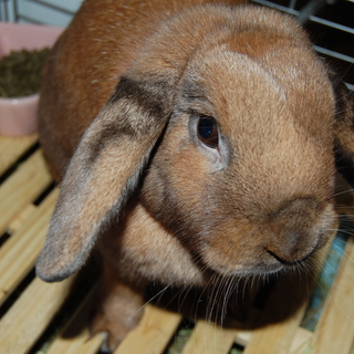 ☆ホーランドロップイヤー☆