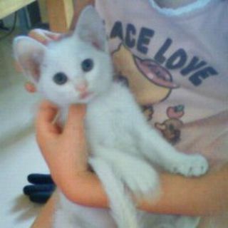 白子猫♂里親募集