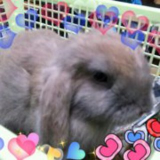 うさぎの森出身の両親Ｂａｂy