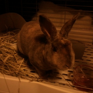 ミニレッキス　♂　京都