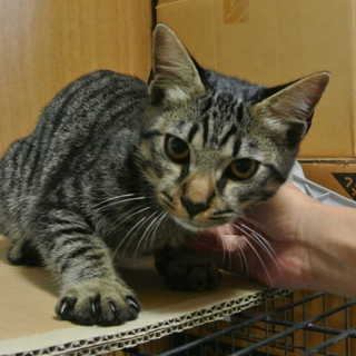 ありがとうございました。