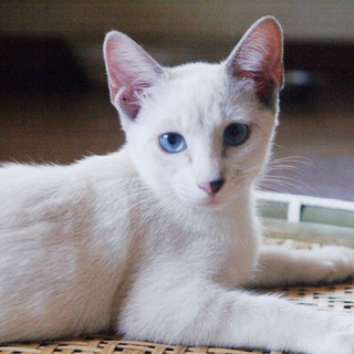 シャム猫風の優しい子