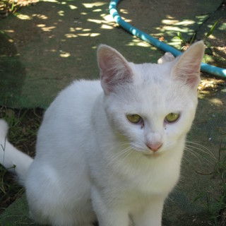 アビシニアン猫に似た賢い猫、飼い主募集