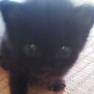 ありがとうございました。