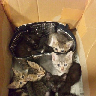 かわいいこねこ＊ｱﾒｼｮ-×ﾐｯｸｽ＊  