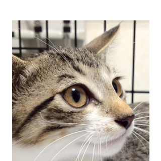 仔猫に新しいおうちができました！