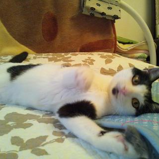 ハート柄_白黒ちゃん♪