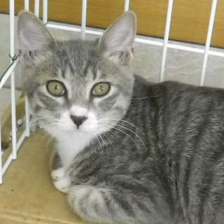 ロシアンブルーMIXのような仔猫の里親募集