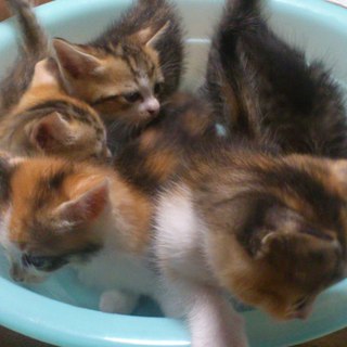 仔猫達の里親さん募集です！1か月