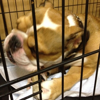 可愛いブルドッグを飼いたい里親はいますか？