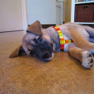 生後2ヶ月柴系雑種