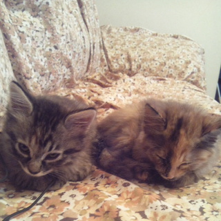 可愛がってください