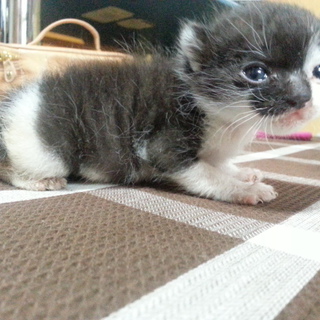 子猫の里親募集中