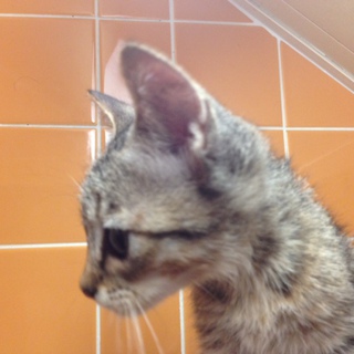 優しい里親さんの元へ行くことになりました！どうもありがとうございました！