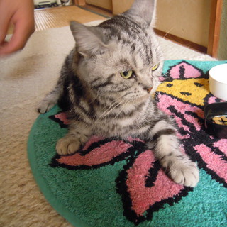 里親募集中です☆