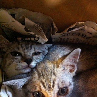 【沖縄】アメショ？生後3ヶ月オスメス