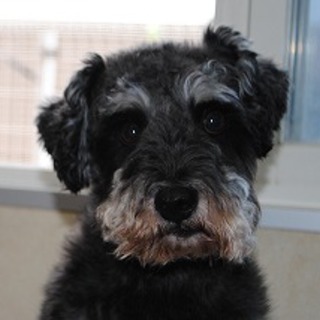 ミニチュアシュナウザーの男の子里親募集!!