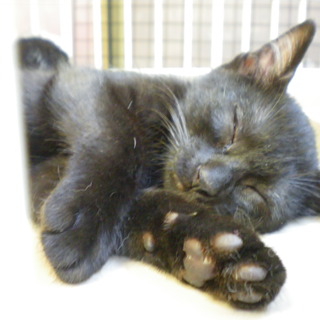 黒猫姉妹の里親募集　※お姉さん猫は里親さま決定しました。