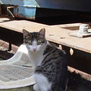 ありがとうございました。