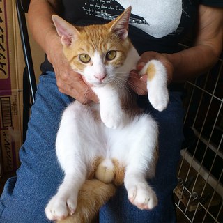 ｢一時募集停止｣生後4.5ヶ月　茶白の男の子です