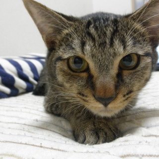 お願いいたします