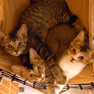 里親さま決定しました。ありがとうございました。