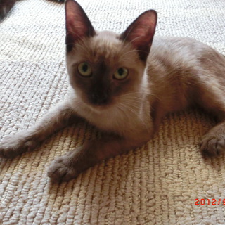 可愛い仔猫の里親募集