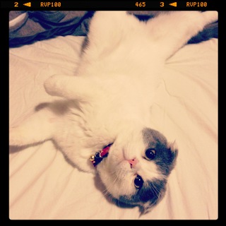 【募集終了】愛情を持って迎えてくださる方を探してます