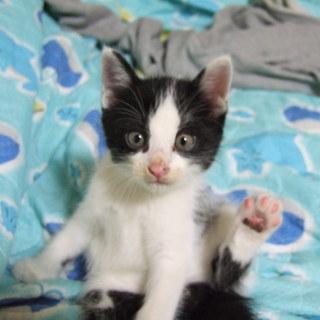 離乳子猫留守番OK