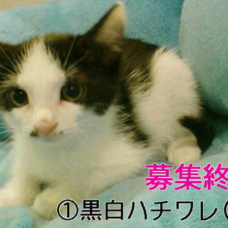 大きな瞳の五匹兄弟 1カ月半 <1>