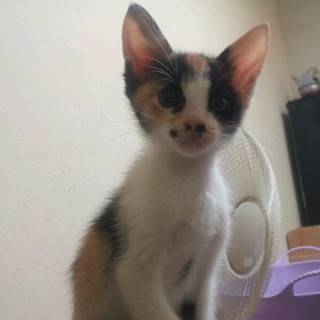 東京近郊で生後2ヶ月の子猫