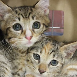 優しい里親さんが見つかりました！