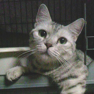 アメショーMIXきれいな女の子