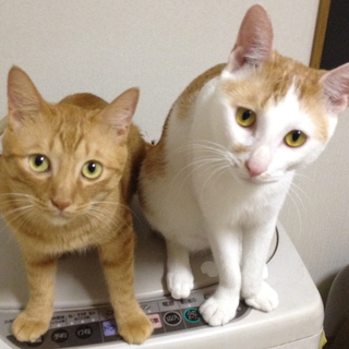 おおらかな性格のかわいい猫たちです。（引っ越しました）