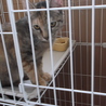仔猫ちゃんの里親募集★ サムネイル1