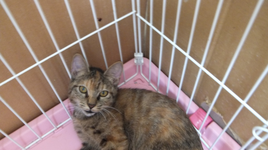 仔猫ちゃんの里親募集★ サムネイル3