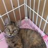 仔猫ちゃんの里親募集★ サムネイル3