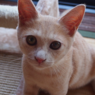 しつけはできてます!!