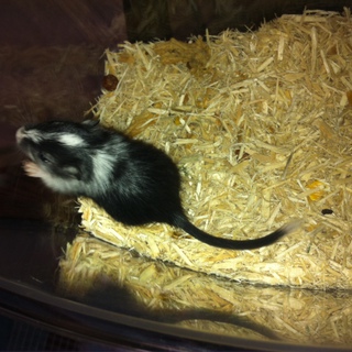 我が家で産まれたスナネズミ